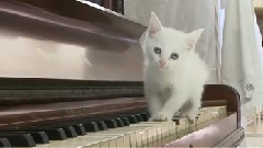 Kitten Concerto,Fifth Movement