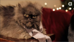 Have A Horrible Christmas From Colonel Meow