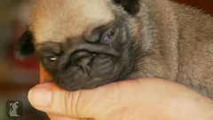 A Handful of Tiny Pug Puppy