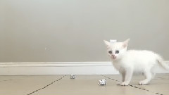 Cute Kitten VS. Ball of Foil