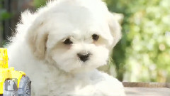 Shichon Puppy Gets Stuck