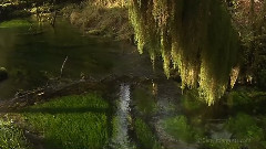 奥林匹克雨林