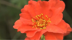 百花深处