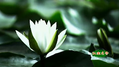 江西庐山东林寺