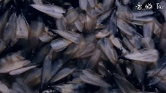昆虫之家