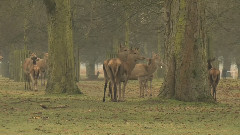 The Deer At Bushy Park