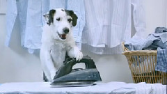 Dogs Home