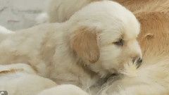 Golden Retriever Puppies Breast Feeding