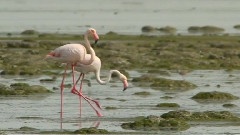 Flamingos