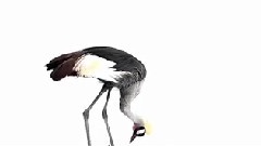 Beautiful Or Threatened Species