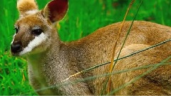 Animal Love