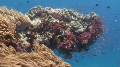 Underwater Footage From Fiji & Tonga