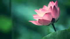LOTUS 荷花