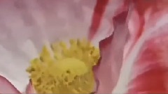 春光美