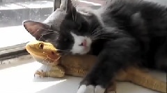 Adorable Interspecies Animal Friends