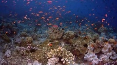 Coral Islands