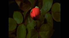The Lonely