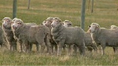 Ginkgo Garden