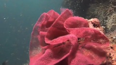 The Underwater Gardens