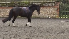 Slow Motion Horse