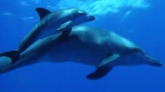 Swimming In The Sea
