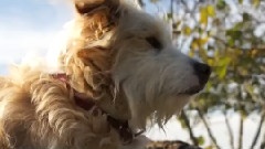 Our lovely Dog Claire