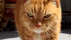 Meow Na Mah Na