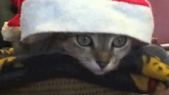 We Wish You A Merry Christmas