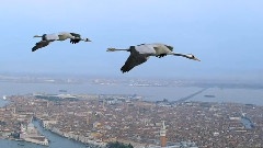 Common Cranes Fly Over Venice