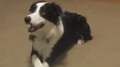 Incredible Dog Tricks With Chase The Border Collie