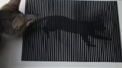 光学幻觉