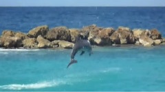 Curacao