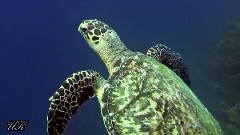 Cas Abao, Curacao, Netherlands Antilles Cas Abao, Cura ao, Nederlandse Antillen