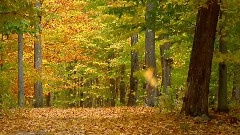 Autumn Leaves