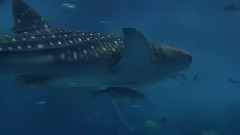 水族馆