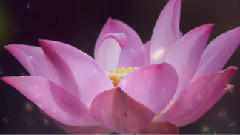 Divin Nectar