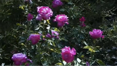 Les Couleurs De L'Amour