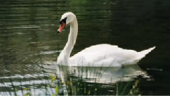 Le Lac Des Anges