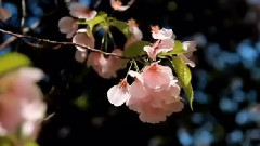 Le Jardin Merveilleux