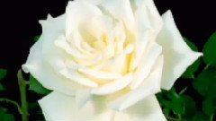 Eternelle Gratitude