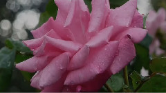 Rosee Celeste