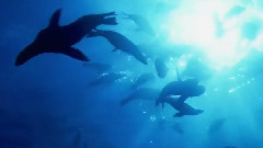 海底活动