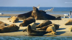 Watching The Shorebirds