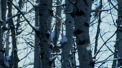 Wychazel - White Wolf Spirit