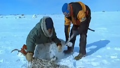 北极熊