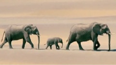 BBC Motion Gallery Africa
