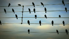 Birds on the Wires