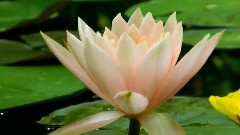 迷人的君子之花