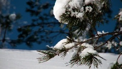 Forest Snow