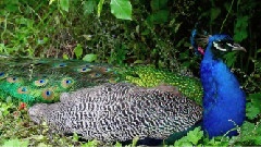 Pecocks & Peahens